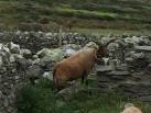 sheep (Ovis aries) native - via Daymix