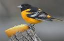 Birds: Baltimore Oriole