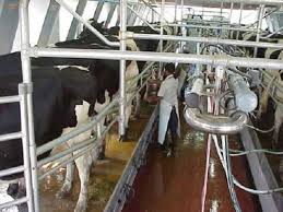 Por falta de rentabilidad en el sector, España no cubre su cuota láctea