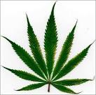 heat stress in marijuana plants