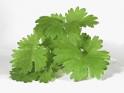 TLC Cooking "What is Cilantro?"