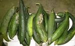 I did gather all the <b>Luffa</b> and