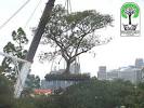 Transplant Industries :: Mature Tree Transplanters :: Removals
