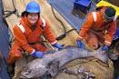 Antarctic Cod – Antarctic Toothfish – Dissostichus mawsoni - Fish