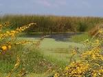 Swamp landscape free image - via Daymix
