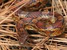 Wildlife Field Guide for New Jersey's Endangered and Threatened ...