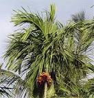 <b>Areca</b> catechu plantation in
