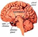 <b>Pineal Gland</b>