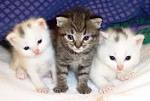  22 Facts About Cats That You Must Know - Animals Plants Rainforest
