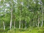 File:<b>Betula</b> pendula Finland.