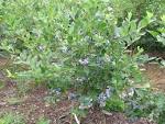 <b>Vaccinium</b> corymbosum x 'Sierra