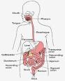 Gastroenterology, hepatology and nutrition (digestive disorders ...