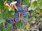 File:Clare Valley Cabernet Sauvignon.jpg - Wikipedia, the free ...