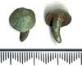 The head is biconvex, 9 mm in - via Daymix
