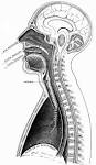 The Project Gutenberg eBook of The Mechanism of The Human Voice ...