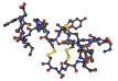 <b>Endothelin</b>