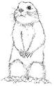Prairie Dog coloring page