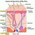 What is Elastin and How is it Involved in Skin Laxity? | PRLog