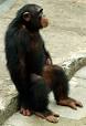 The Spoof : Diana Ross Wants Custody Of Michael Jackson's Pet ... 