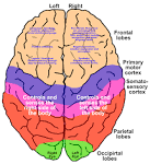 <b>Cerebral cortex</b>