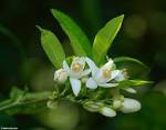 blossoms - <b>Citrus sinensis</b>