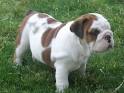 English Bulldog Information and Pictures