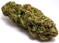 EMCDDA | Cannabis drug profile