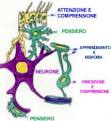 nevroglia
