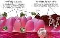 Do You Need to be Taking Probiotics? : Health Beyond Hype, Your ...