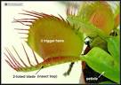 Carnivorous Plants