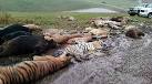Ohio animals killed: Lions, tigers shot dead after escaping from ...