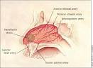 Management of EPISTAXIS - January 15, 2005 - American Family Physician