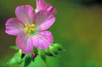 Pretty purple wild geranium flower in bloom geranium maculatum royalty free - via Daymix