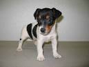 Jack Russell Terrier Dog Breed | Jack Russell Terrier Puppies ...