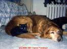 Pet Allergens, Asthma, and IAQ: Dog Dander, Cat Dander, and Other ...