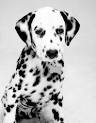 Dalmations: The Firehouse Dogs