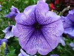 File:4220 - Thun - <b>Petunia</b>.JPG