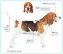 Beagle Pictures, Information, Care Requirements and Other Dog Breeds