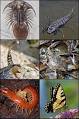 <b>Artrópodes</b> extintos e