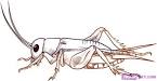 How to Draw a Cricket, Step by Step, Bugs, Animals, FREE Online ...