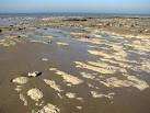 marine organisms that once - via Daymix