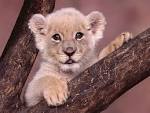 images d'<b>animaux</b> sauvages -