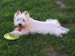 Hobby - West Highland White Terrier - Peggy Rewitz - Der Westie ...