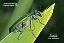 Macrophotos du jardin