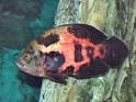 Large South American Cichlids, Fish information and habitats for ...