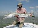 Barracuda #5 » Just Animals