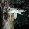 Flying Squirrel Rescue