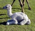 Baby Camels, Bactrian and Dromedary Camel Photos