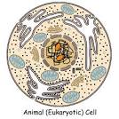 Prokaryotic and Eukaryotic Cells