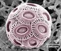 Coccolithophore - Emiliania huxleyi